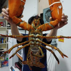 ♥실내바다낚시 🐳🦂물고기 랍스터 갖구가요 ♥