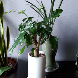 녹보수 화분 판매해요 공기정화 짱 좋은 화분 입니다