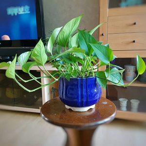 공기정화식물 (화분)