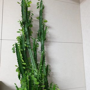 선인장화분 대형화분