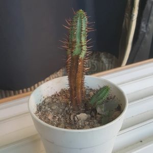 화초