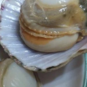 전라남도 나로도 청정지역 꽃가리비팝니다^^
