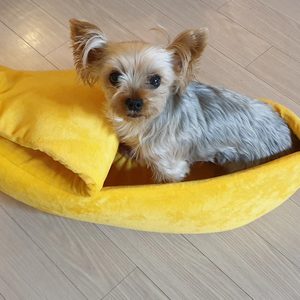 바나나집 고양이집 숨숨집