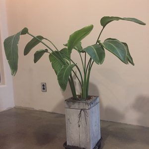 화분도기 및 화분
