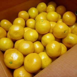 서귀포귤 조생귤 10KG(택배비포함)