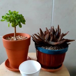 식물과화분 (식물2종과황토분)