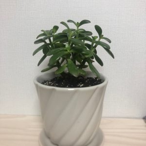 염좌 식물 (공기정화식물)