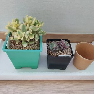 금이 잘 든 다육과 자구많은 다육 (웅동자금+에쿠스)