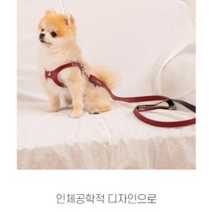 강아지 하네스. 크리스탈 안경하네스 목줄