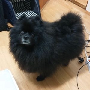 목행동 사시는분!! 강아지를 찾습니다(사례금있어요)