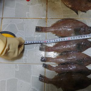 반건조 포항기자미 판매합니다