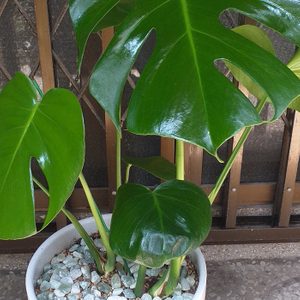 몬스테라 🌿🌿