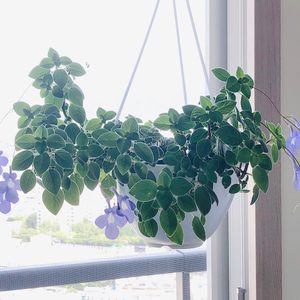 (행잉플랜트) 보라삭소롬 (행잉화분, 꽃화분, 플랜테리어