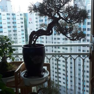 분재는 살아있는 예술품. 멋진 소나무 분재 소개합니다.