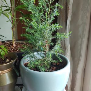 🌳주목 나무 가이즈까향나무 예쁜 화분 식물 꽃