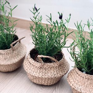 라벤더 , 허브 로즈마리 , 아이비 토분 라탄커버 세트 판매합니다