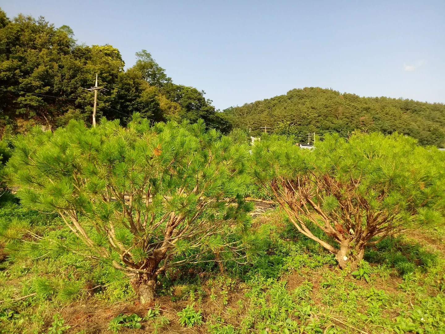 라사니농장(반송나무) | 경상남도 진주시 충무공동 | 기타판매 | 당근 동네 업체