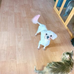 경기도 가평군 상면에서 실종된 우리 아가찾아요ㅠ