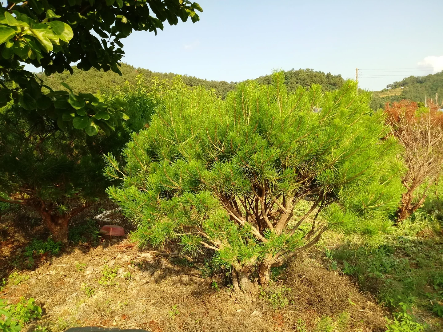 라사니농장(반송나무) | 경상남도 진주시 충무공동 | 기타판매 | 당근 동네 업체