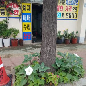 차사랑 컨설팅