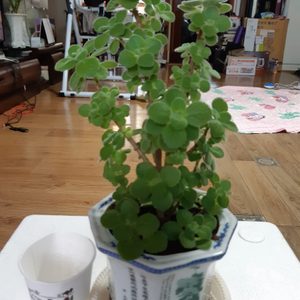 허브