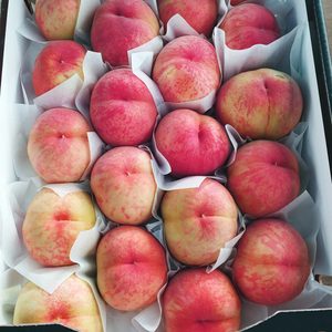 복숭아 오늘수확 싱싱한 복숭아 4.5kg 15000원