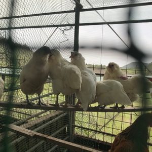 닭 각종닭 희귀닭 애완닭