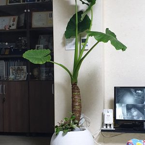 알로카시아(공기정화식물)화분포함