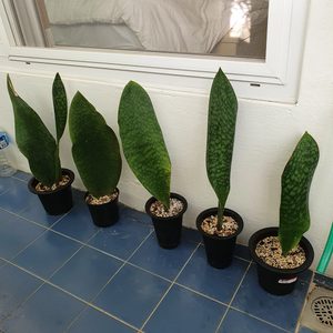 산세베리아 마소니아나 식물