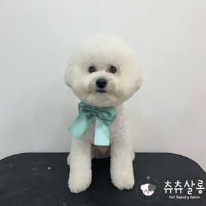 츄츄살롱