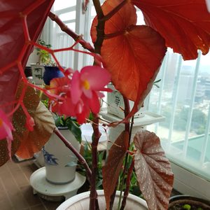 꽂화분ㆍ화분.많아정리합니다