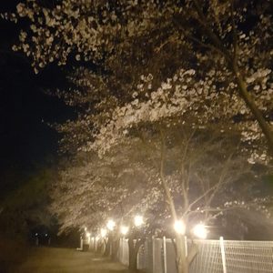 야외조명줄등+에디슨 엘이디 전구