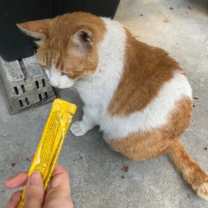 츄파 크리미 고양이간식 국산츄르 🌟추가소분