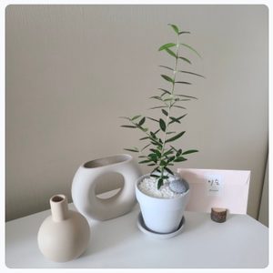식물인테리어, 홈가드닝, 홈카페를 위한 식물/화분/소품 쇼핑몰 입니다:)