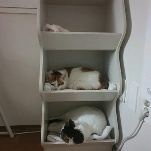 고양이 수납장 강아지집도 가능 숨숨집 캣타워 캣폴 냥이 캣맘