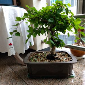 묵은둥이 (소사분재) 키워보실분 계실까요ㆍ분재화분 가로40센지 세로30 소사나무 높이 55정도 된답니다 ㆍ