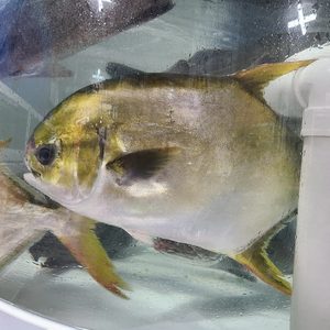 대동수산