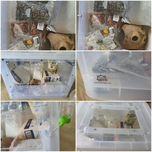 햄스터케이지&쳇바퀴&베딩&사료+간식&모래&햄스터볼