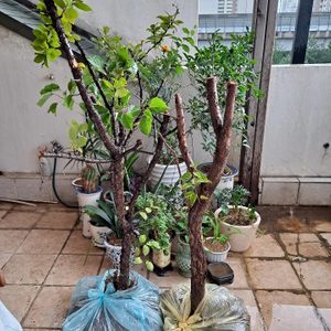 천도복숭아나무, 살구나무, 앵두나무,쥐똥나무 팔아요ᆢ