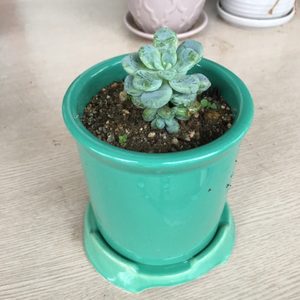 다육이 다육이화분 화분 식물