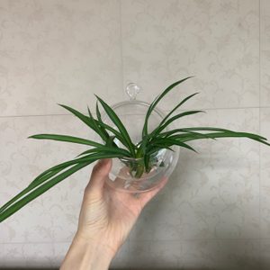 인테리어 소품 - 유리 화병, 유리행잉 , 유리돔