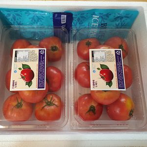 스테비아 토마토,방울토마토 팝니다