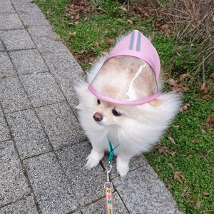돌로박스 강아지 우비 애견 우비