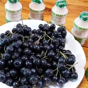 아로니아 체험 : 친환경 아로니아 따가세요