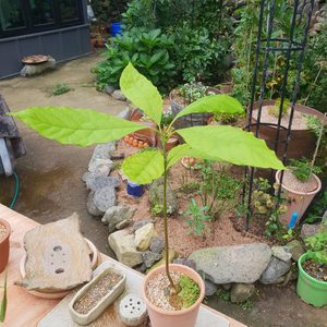 아보카도 토분포함(4.000)아보카도7.000