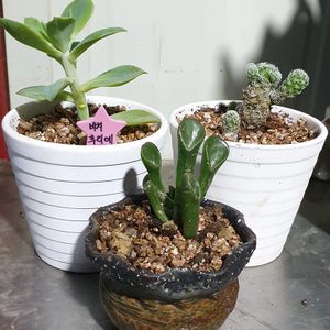 공기정화 식물다육이 화분 포함 다육 모듬 공기정화 식물 삼총사