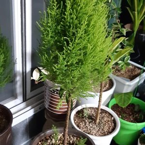 율마 화분(황금율마)