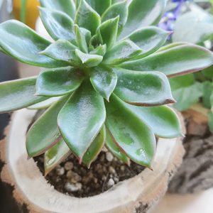 🍃버드나무 통나무화분 구경오세요2.^^🍃