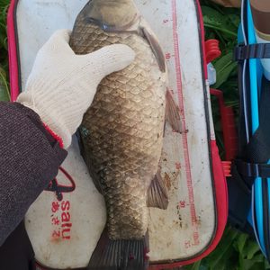 민물 5단 받침틀 받침대 일괄구매합니다