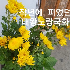 대왕 노랑국화 꽃봉우리 이제 마구마구 생겼어요 꽃집국화 처럼 약하지 않아요